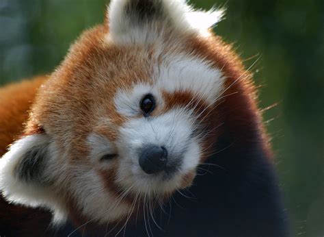 Do Not Disturb Nepal Closes A National Park To Give Mating Red Pandas