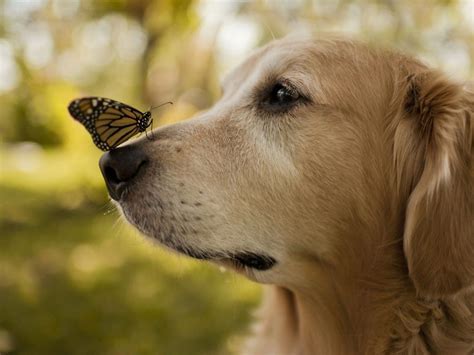 Butterfly On Dog Nose Download Hd Wallpapers