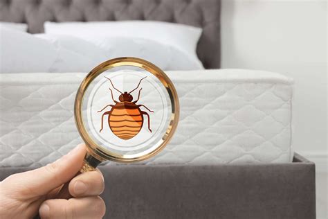 Bed Bug Inspection Absolute Bed Bug Control