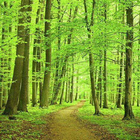 Forest Path By Nikada