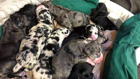 We have 39 hospitals and 8 clinics across the uk. Great Dane gives birth to 'never-ending puppies,' 19 to be ...