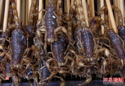 Digg China Hangzhou Delicacies Fried Insects Scorpions Spiders