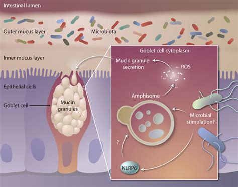 Mucus It Is Not Just A Static Barrier Science Signaling