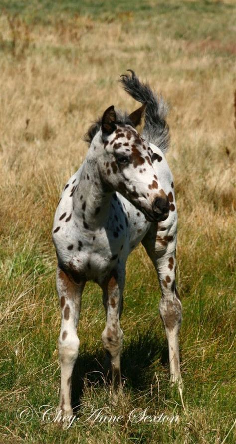 Appaloosa Foal Baby Horse Little Spotted One By Newmexicomtngirl Baby