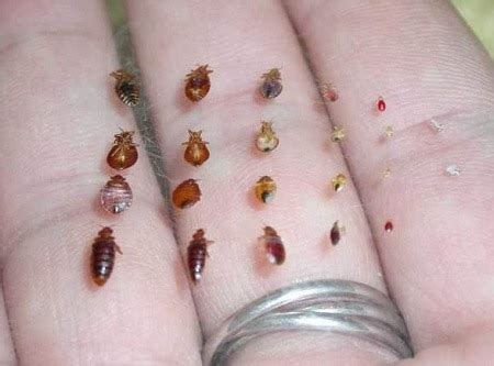 What Do Adult And Baby Bed Bugs Look Like With Pictures