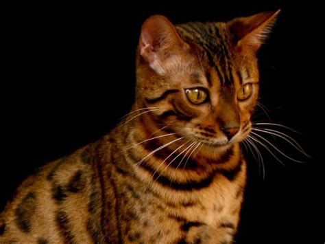 The breed name comes from the leopard cat's taxonomic name. Bengal Cats | Cute Cats