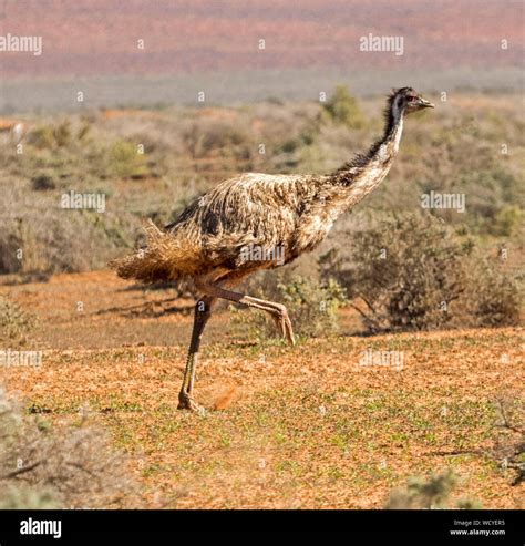 Australian Emu Dromaius Novaehollandiae Large Flightless Bird