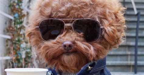 The Best Instagram Dogs To Follow Huffpost