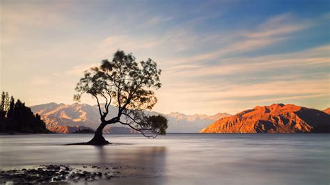New Zealands Lake Wanaka Tree Is Being Destroyed By Tourists Condé