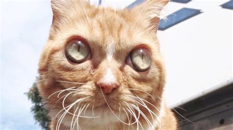 Big Eyed Dwarf Cat Finds Forever Home Cute Cat With Big Eyes Normal