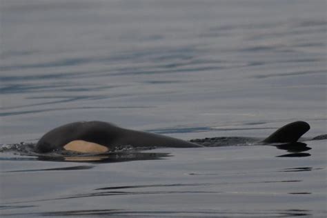 Pacific Northwest Killer Whale Believed To Have Died From Malnutrition