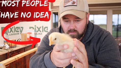How To Raise Backyard Chickens Youtube