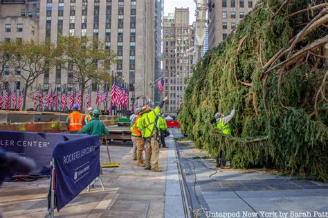 Photos Adorable Owl Found In Rockefeller Center Christmas Tree