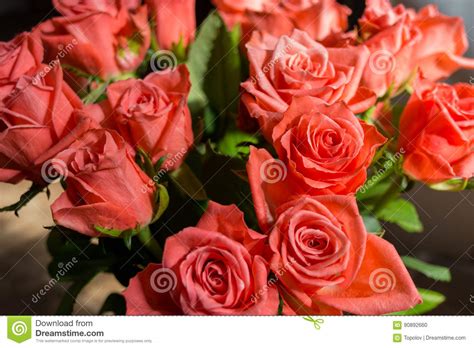 Red Rose Flowers On The Bright Background Stock Photo Image Of