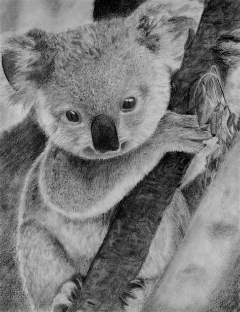 How To Draw A Koala Bear Realistic Peepsburgh Com