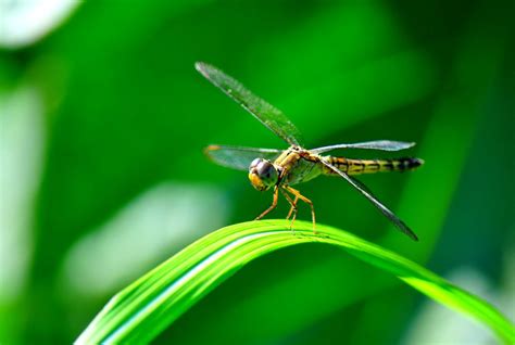 14 Fun Facts About Dragonflies Science Smithsonian