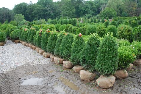 Broadleaf Evergreen Shrubs Planters Choice Green Mountain Boxwood