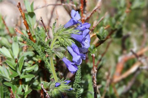 Polemonium Viscosum Stock Image Image Of America Park 49263403