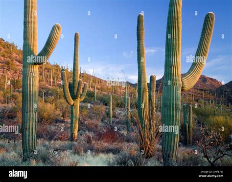 Saguaro Cactus In Sonoran Desert Near Tucson West Unit Saguaro