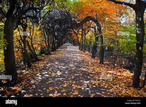 Alley With Falling Leaves In Fall Park Stock Photo Alamy