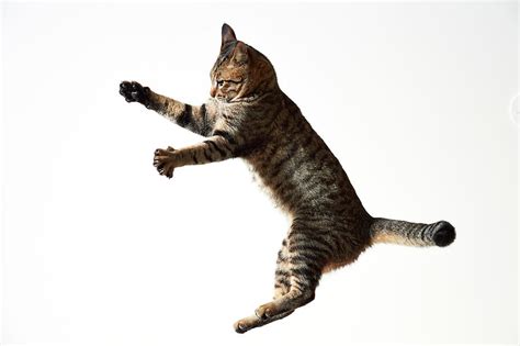 Jumping Cat 2 By Akimasa Harada