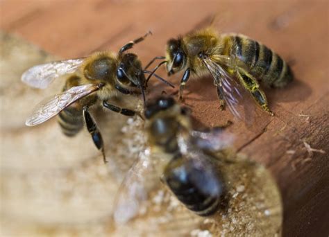 Ontario Looks At Restricting Pesticide That May Play Role In Death Of Honey Bees Ctv News