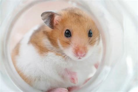 The Ultimate Guide To Hamsters Food Care Health