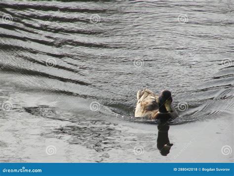 Duck Swims In Waves Stock Photo Image Of Waves Ripples 288042018