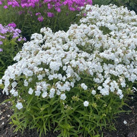 Phlox Opening Act White Buy Phlox Tall Garden Perennials Online