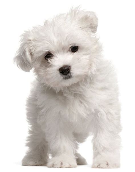 Small White Dog Breeds Fluffy Maltese Dog Breed Cute Dogs Maltese Dogs