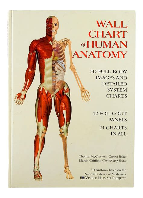 Human Anatomy Chart