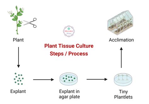 Plant Tissue Culture Definition Media Steps Types Uses