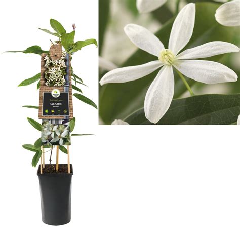 Maybe you would like to learn more about one of these? Clematis Climbing plants - evergreen - FloraStore