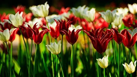 Field Tulips Flowers Hd Desktop Wallpapers 4k Hd