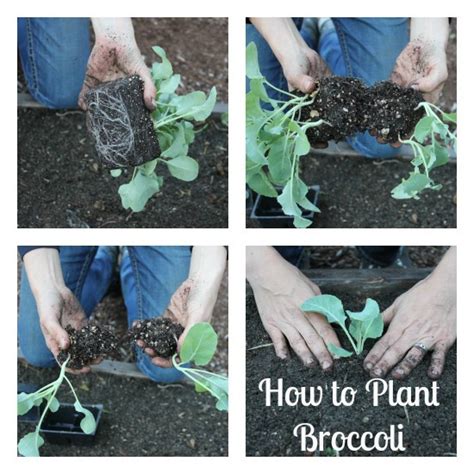 How To Grow Broccoli Start To Finish One Hundred Dollars A Month