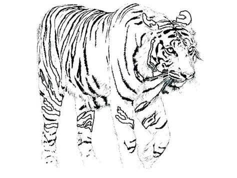 Precious moments holiday coloring pages. Lion And Tiger Coloring Pages at GetColorings.com | Free ...