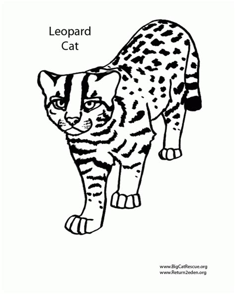 Here are fun free printable cat coloring pages for children. Big Cats Coloring Pages - Coloring Home