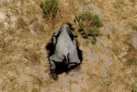 More Than 350 Elephants Found Dead In Botswana