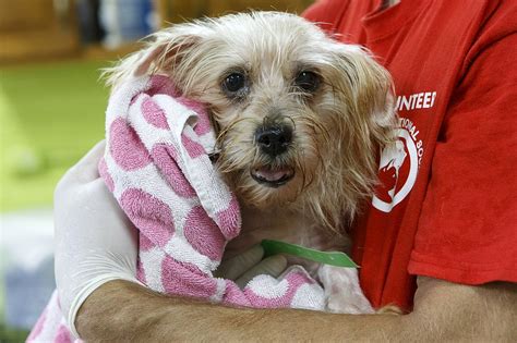 Dog Rescue Chattanooga Times Free Press