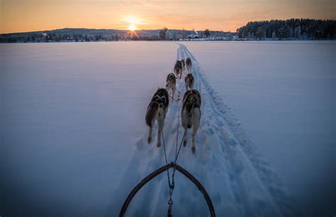 Dog Sledding Near Rovaniemi