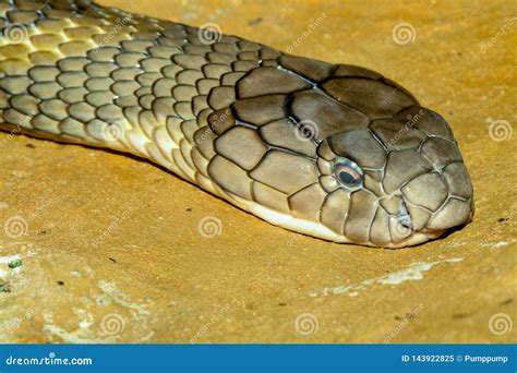 Close Up Head King Cobra At Thailand Stock Image Image Of Coiled