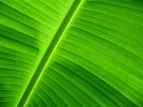 Banana Leaf Free Photo Download Freeimages