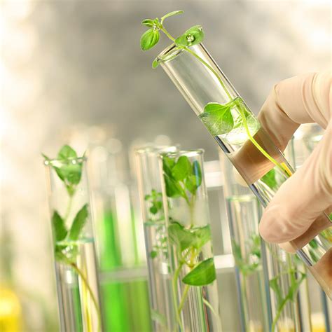 The demand for testing for gmo comes on the one hand to it develops, manufactures and markets rapid test kits for food allergens, food pathogens, mycotoxins, veterinary drug residues and other food contaminants. GMO Testing - either DNA- or Protein-Based - Envirologix