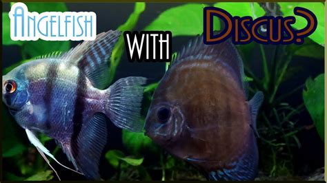 Can You Keep Discus With Angelfish Youtube