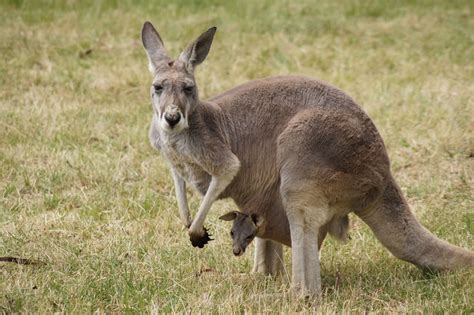 Best Photos 2 Share The Beauty Of Typical Australian Fauna In 50 Pictures