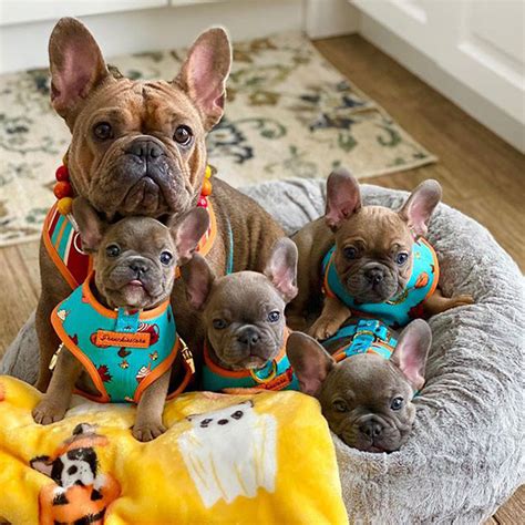 Adorable Dog Mommies With Their Pups Will Melt Your Heart