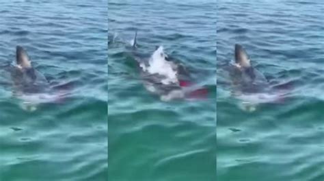 Great White Shark Attacks Seal As Water Turns Blood Red In Terrifying