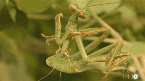 Praying Mantis Wtf  By Pbs Digital Studios Find And Share On Giphy