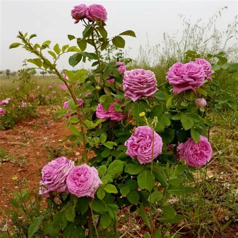 Rosa X Damascena Rose Species Damask Rose Uploaded By Geophyte