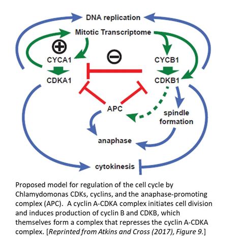 Cyclins bind to cdks, activating the cdks to phosphorylate other cyclins are named such because they undergo a constant cycle of synthesis and degradation during cell division. Plantae | Cell Cycle Regulation by Chlamydomonas Cyclin ...